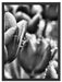 Tulpen mit Morgentau B&W Schattenfugenrahmen 80x60