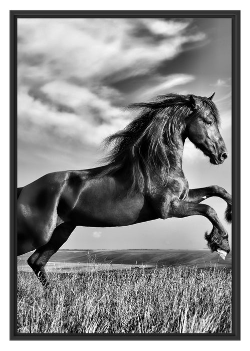 Pixxprint Schwarzer Hengst auf grünen Wiese