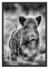 Wildschwein auf Wiese Schattenfugenrahmen 100x70