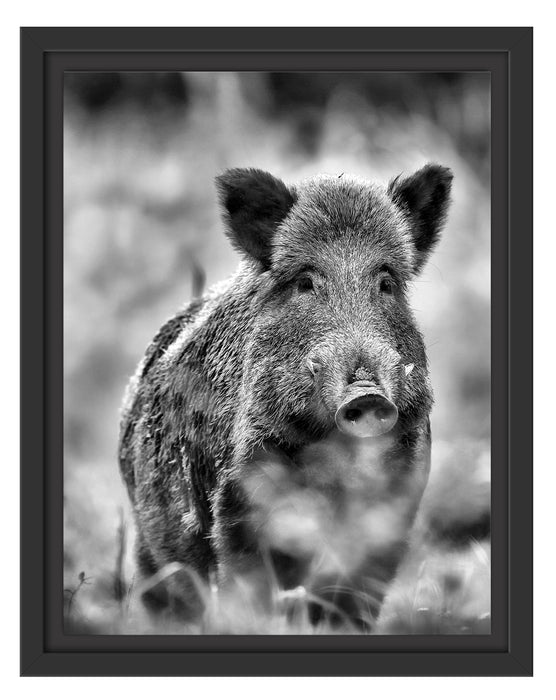 Wildschwein auf Wiese Schattenfugenrahmen 38x30