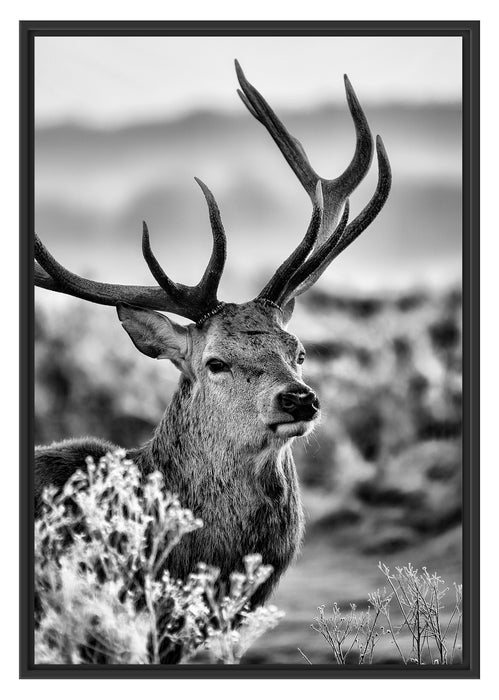 Pixxprint Stolzer Hirsch auf Wiese