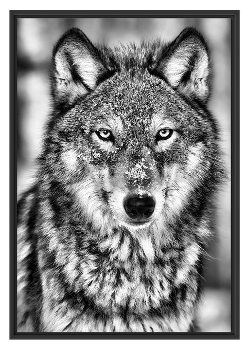 Wachsamer Wolf Schattenfugenrahmen 100x70