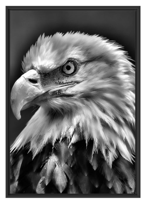 Pixxprint Mächtiger Weißkopfseeadler
