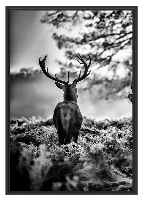 Pixxprint Hirsch Rivalen kämpfen