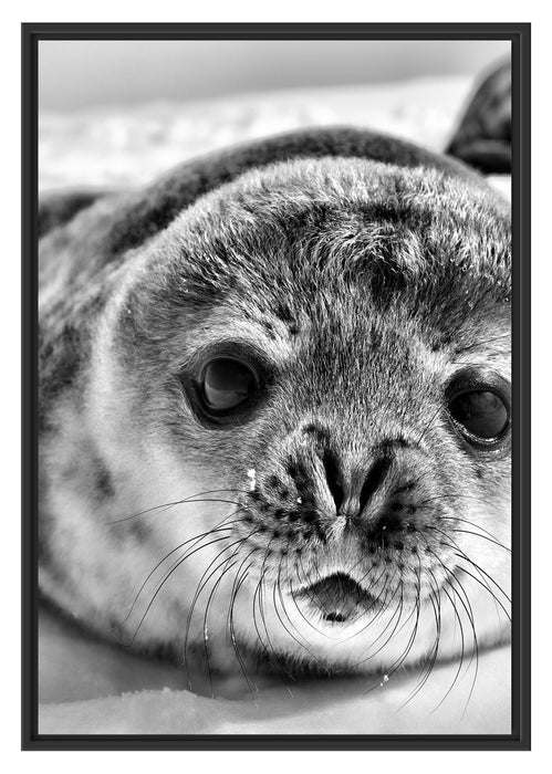 Pixxprint Süßes Robben Baby