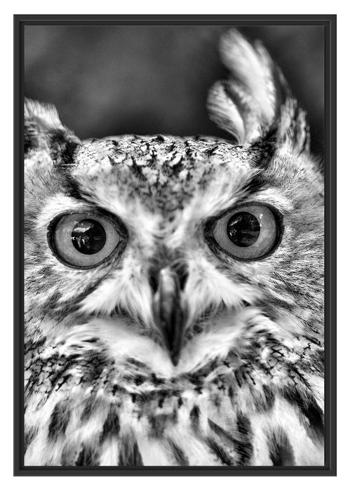 Pixxprint Eulen Kautz Orange Augen