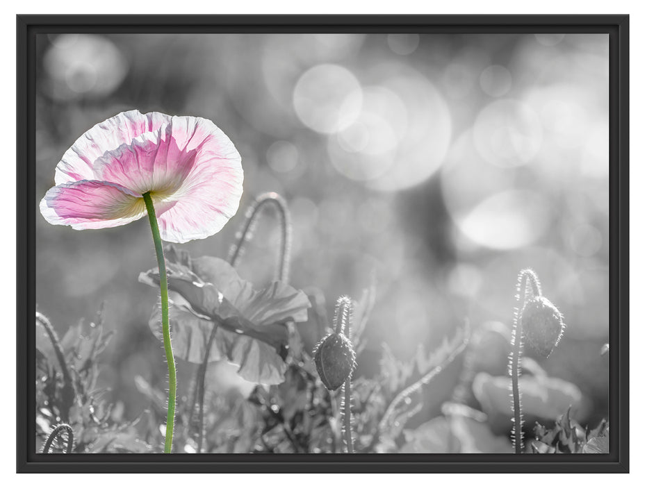 Kalifornischer Mohn im Frühling Schattenfugenrahmen 80x60