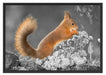 Nagendes Eichhörnchen im Moos Schattenfugenrahmen 100x70