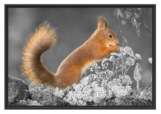 Nagendes Eichhörnchen im Moos Schattenfugenrahmen 100x70