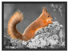 Nagendes Eichhörnchen im Moos Schattenfugenrahmen 80x60