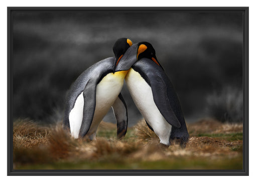 Pinguine in der Antarktis Schattenfugenrahmen 100x70