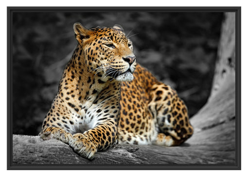 Wunderschöner Leopard in der Natur Schattenfugenrahmen 100x70