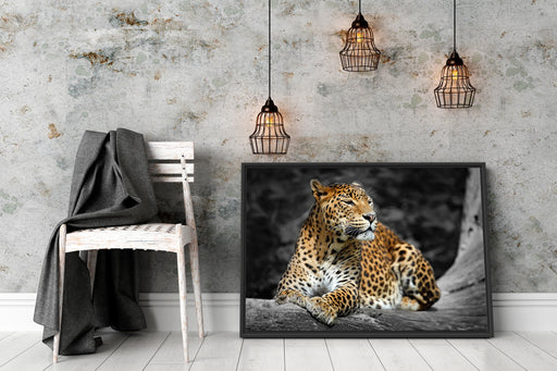 Wunderschöner Leopard in der Natur Schattenfugenrahmen Wohnzimmer