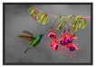 Kolibri trinkt vom Blütennektar Schattenfugenrahmen 100x70