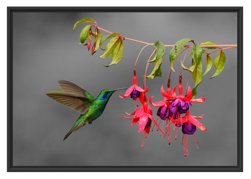 Kolibri trinkt vom Blütennektar Schattenfugenrahmen 100x70