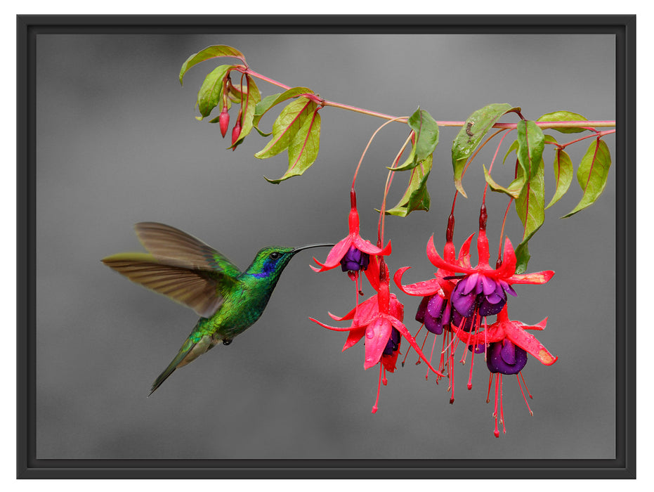 Kolibri trinkt vom Blütennektar Schattenfugenrahmen 80x60