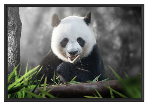 Niedlicher Panda isst Bambus Schattenfugenrahmen 100x70