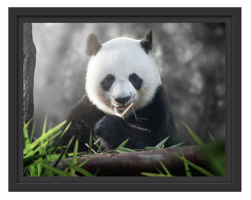Niedlicher Panda isst Bambus Schattenfugenrahmen 38x30