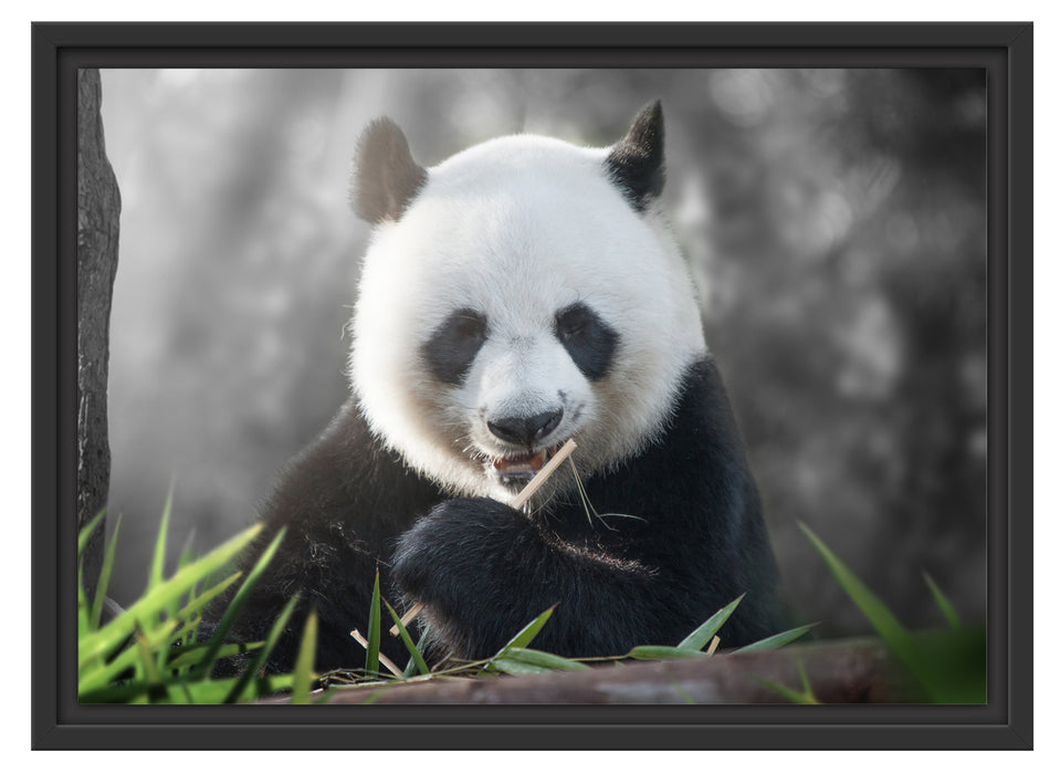 Niedlicher Panda isst Bambus Schattenfugenrahmen 55x40