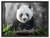 Niedlicher Panda isst Bambus Schattenfugenrahmen 80x60