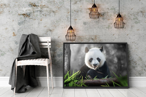 Niedlicher Panda isst Bambus Schattenfugenrahmen Wohnzimmer