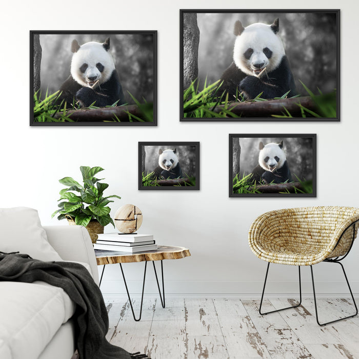 Niedlicher Panda isst Bambus Schattenfugenrahmen Dekovorschlag