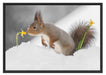 Eichhörnchen im Schnee Schattenfugenrahmen 100x70