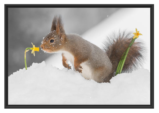 Eichhörnchen im Schnee Schattenfugenrahmen 100x70