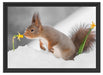 Eichhörnchen im Schnee Schattenfugenrahmen 55x40