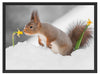 Eichhörnchen im Schnee Schattenfugenrahmen 80x60