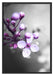 Blüten des Kirschbaumes Schattenfugenrahmen 100x70