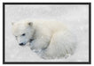 Eisbär im Schnee Schattenfugenrahmen 100x70