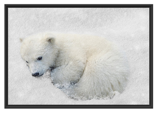Eisbär im Schnee Schattenfugenrahmen 100x70