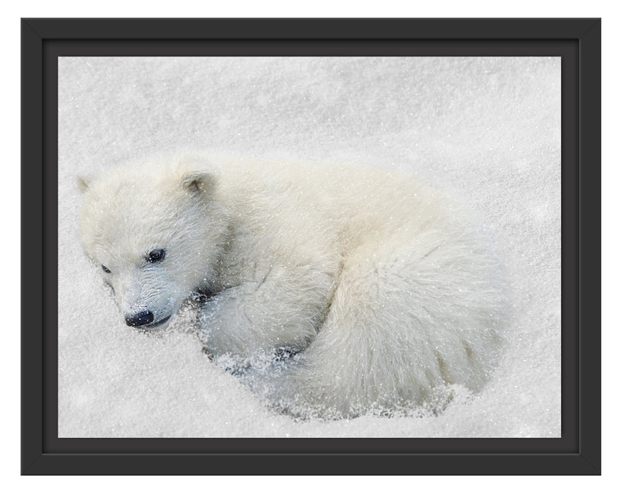 Eisbär im Schnee Schattenfugenrahmen 38x30