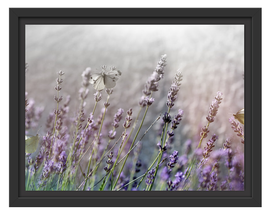 Schmetterlinge auf Lavendelblumen Schattenfugenrahmen 38x30