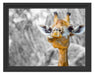 Giraffe in der Natur Schattenfugenrahmen 38x30