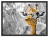 Giraffe in der Natur Schattenfugenrahmen 80x60