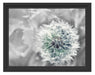 Löwenzahn Nahaufnahme B&W Schattenfugenrahmen 38x30