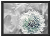Löwenzahn Nahaufnahme B&W Schattenfugenrahmen 55x40