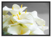 Wunderschöne weiße Calla Lilien Schattenfugenrahmen 100x70