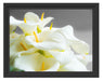 Wunderschöne weiße Calla Lilien Schattenfugenrahmen 38x30