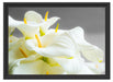 Wunderschöne weiße Calla Lilien Schattenfugenrahmen 55x40