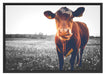 Kuh auf Butterblumenwiese B&W Schattenfugenrahmen 100x70