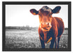 Kuh auf Butterblumenwiese B&W Schattenfugenrahmen 55x40