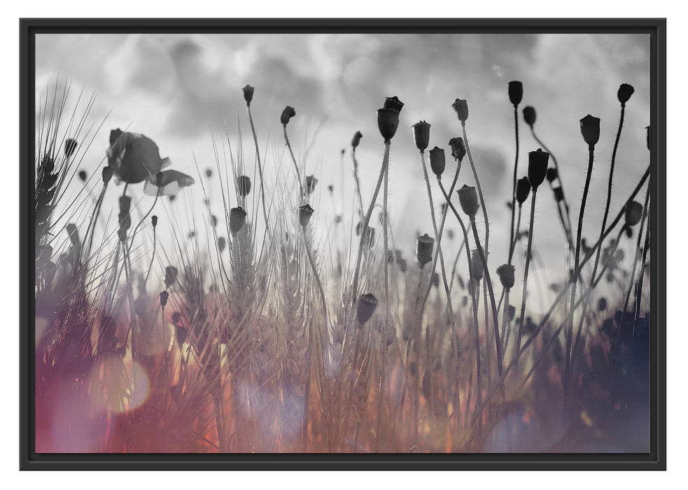 Pixxprint Mohn im Weizenfeld, im Schwebe-Effekt Bilderrahmen