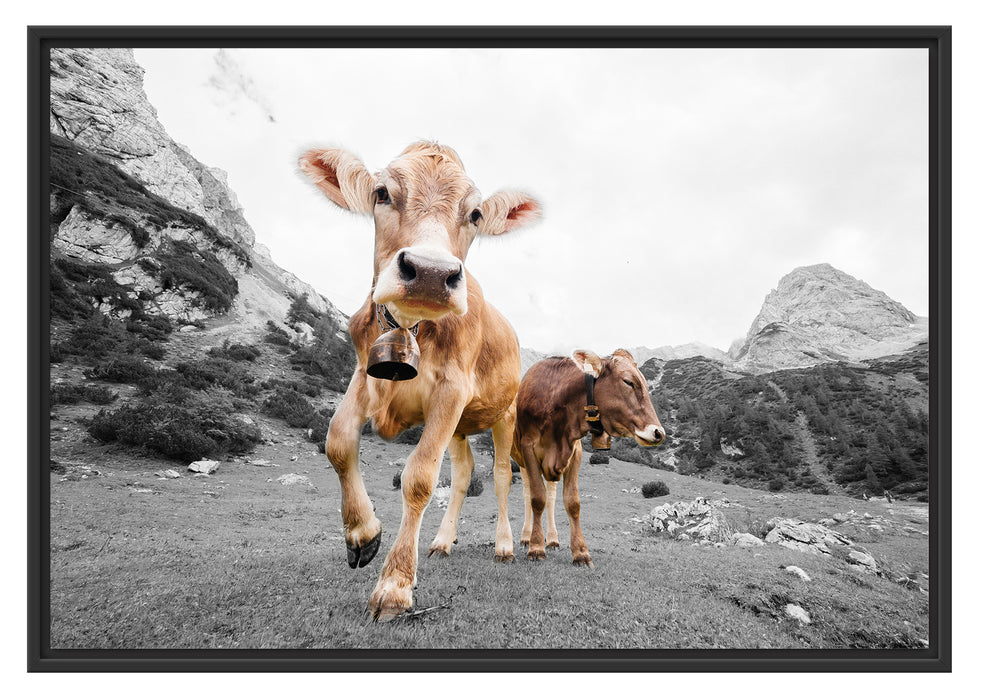 Pixxprint Almkuh auf der Weide, im Schwebe-Effekt Bilderrahmen