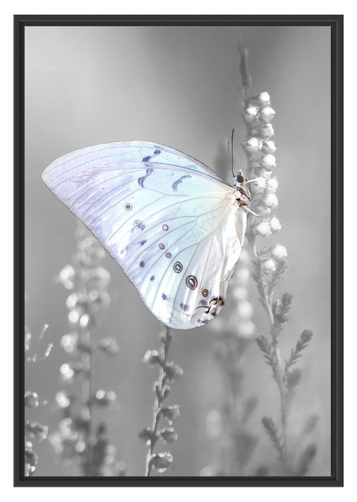 Schmetterling auf Blütenknospen Schattenfugenrahmen 100x70