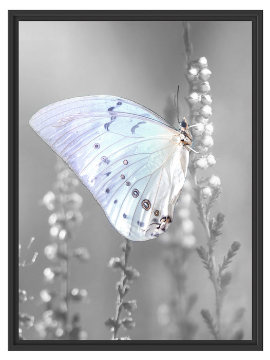 Schmetterling auf Blütenknospen Schattenfugenrahmen 80x60