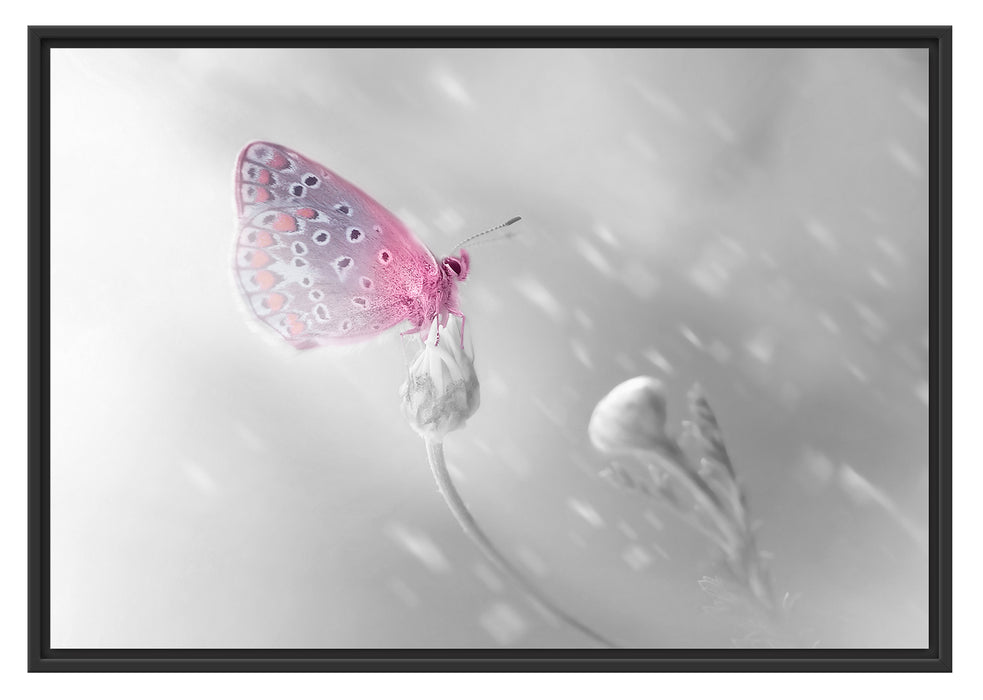 Pixxprint Schmetterling auf Blütenknospen, im Schwebe-Effekt Bilderrahmen