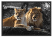 interessiertes Löwenpaar Schattenfugenrahmen 100x70
